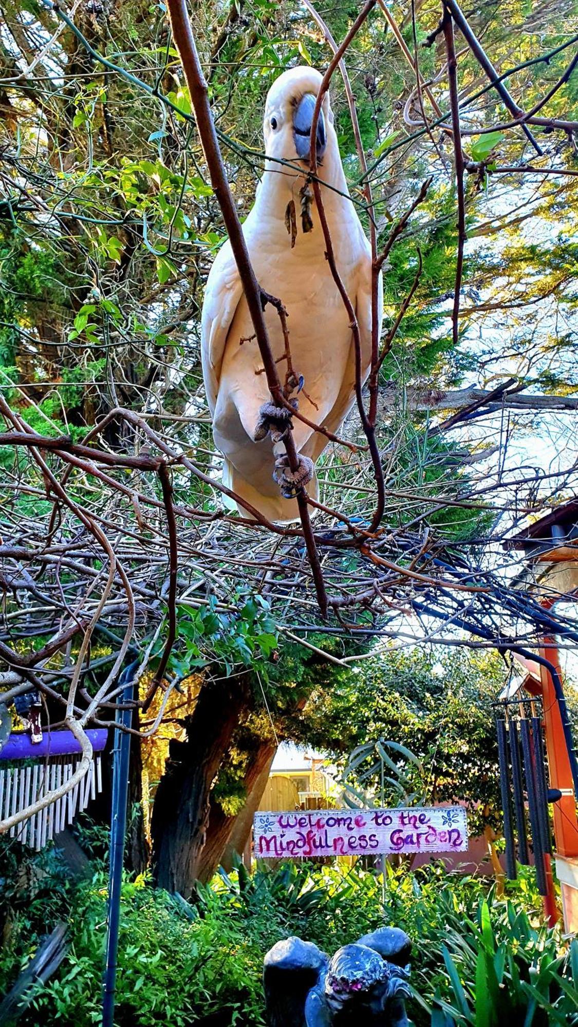 Bowral Road Art Gallery Bed And Breakfast Mittagong Kültér fotó