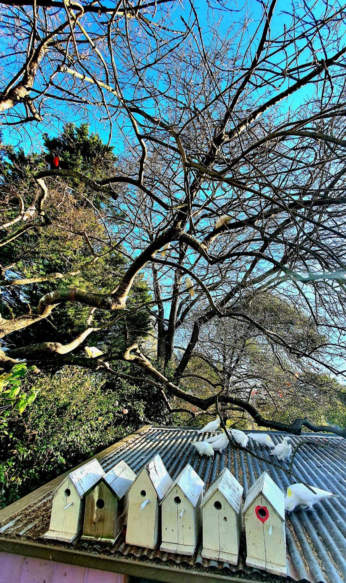 Bowral Road Art Gallery Bed And Breakfast Mittagong Kültér fotó